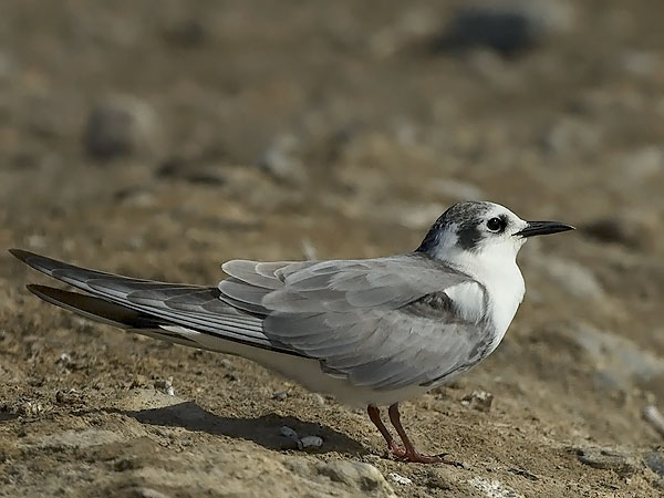 Valkosiipitiira, White-winged Tern, Chlidonias leucopterus